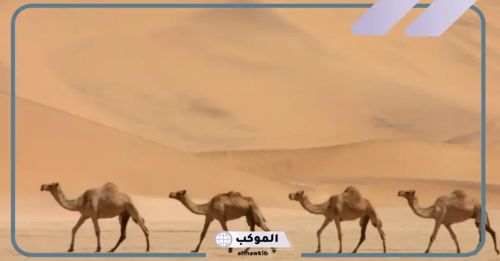 الفرق بين بنات البدو والحضر