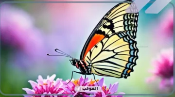 الفرق بين الفراشة الذكر والأنثى