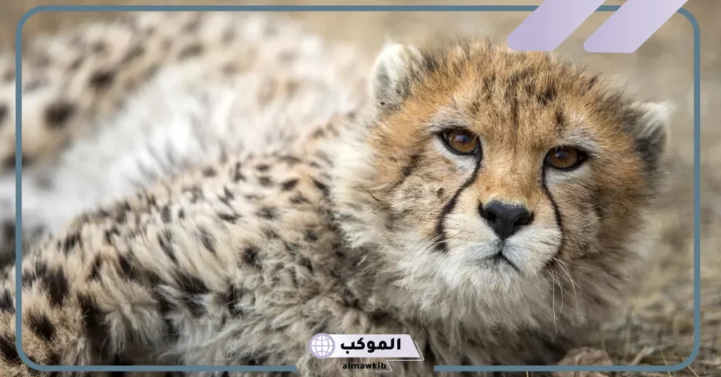 اسم صغير الفهد الأسود بالعربي والإنجليزي، معلومات عن الفهد 5 اسم صغير الفهد بالانجليزي