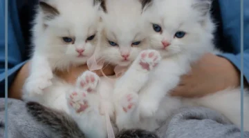 القطة البيضاء في الحلم خير أم شر