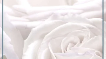 اللون الأبيض في الحلم