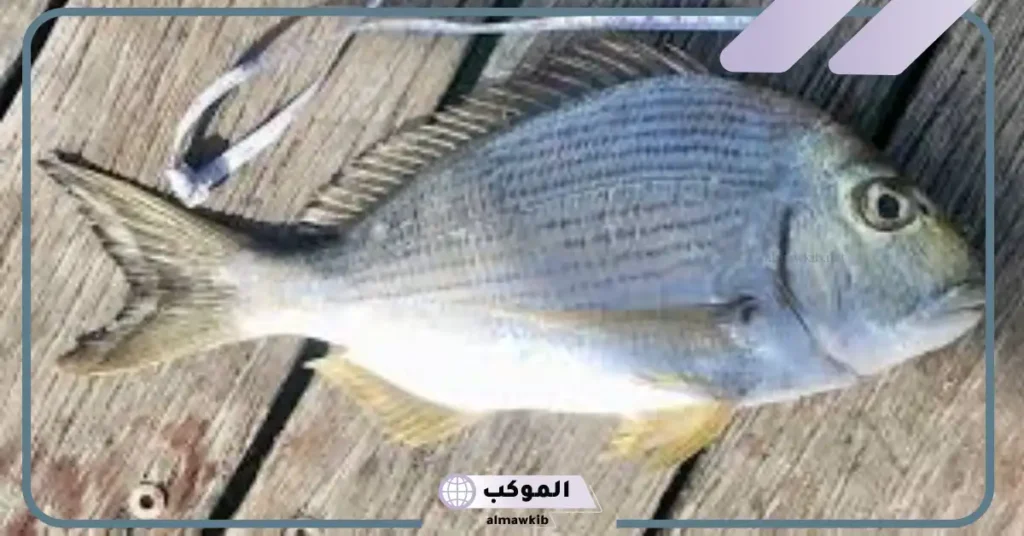 ما أهمية سمكة العريضي وما هي التوصيات بشأن استهلاكها؟