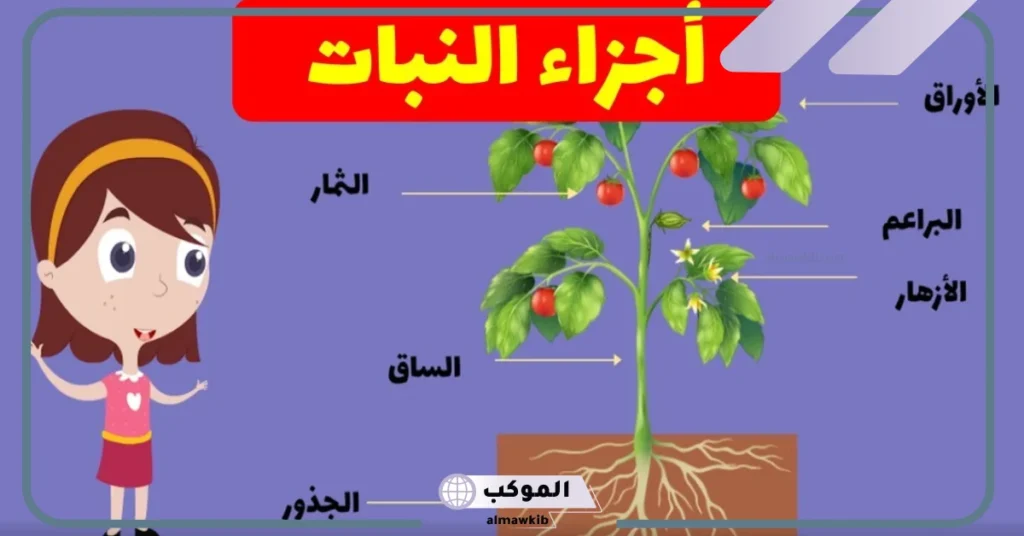 أجزاء النبات