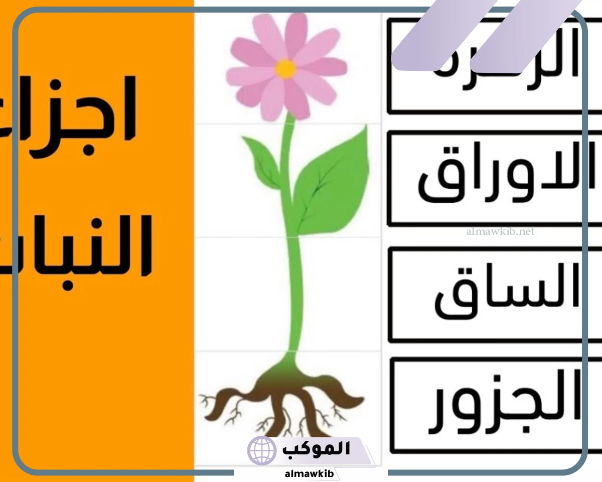 ما هي أجزاء النبات ووظائفها