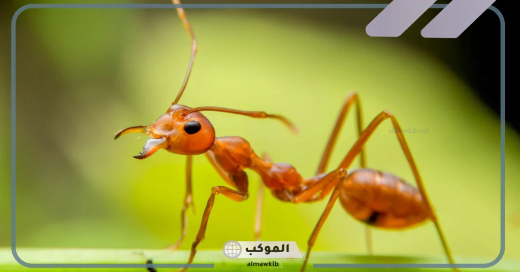 كم عيون النمل؟ معلومات غريبة عن النمل وعن حياته 5 معلومات غريبة عن النمل