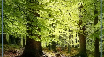 انظمة بيئية