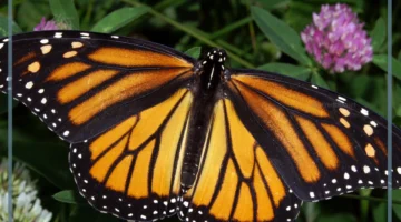 اهم معلومة عن الفراشة