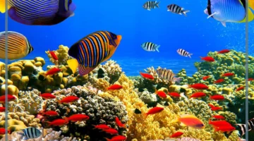 بحث عن السمك