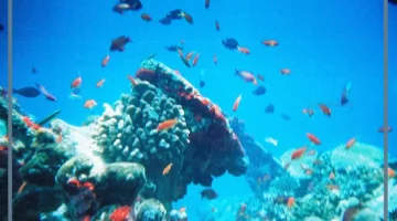 بيئية مائية