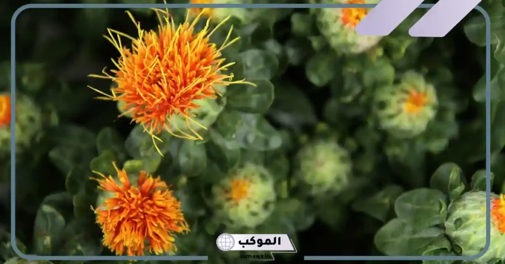 تجربتي مع العصفر للخوف عند الأطفال