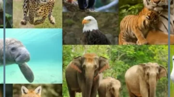 تصنيف الحيوانات 1