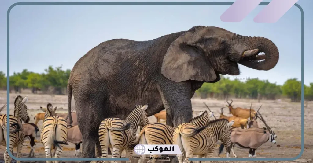 كتابة بحث حول جهود العلماء في تصنيف الحيوانات 6 أسس تصنيف الكائنات الحية