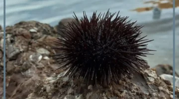 تصنيف شوكيات الجلد