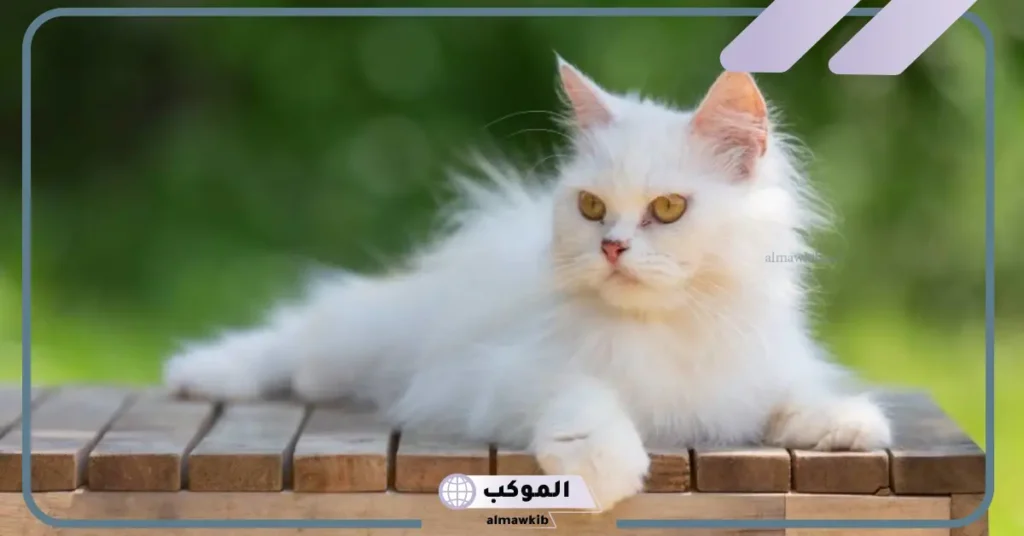 رؤية قطة بيضاء في المنام للمتزوجة