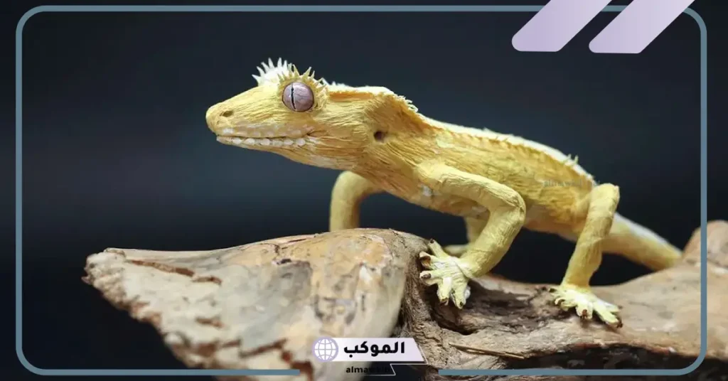 الهروب من الوزغ في المنام للعزباء