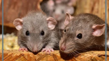 تفسير تربية الكثير من الفئران في المنام
