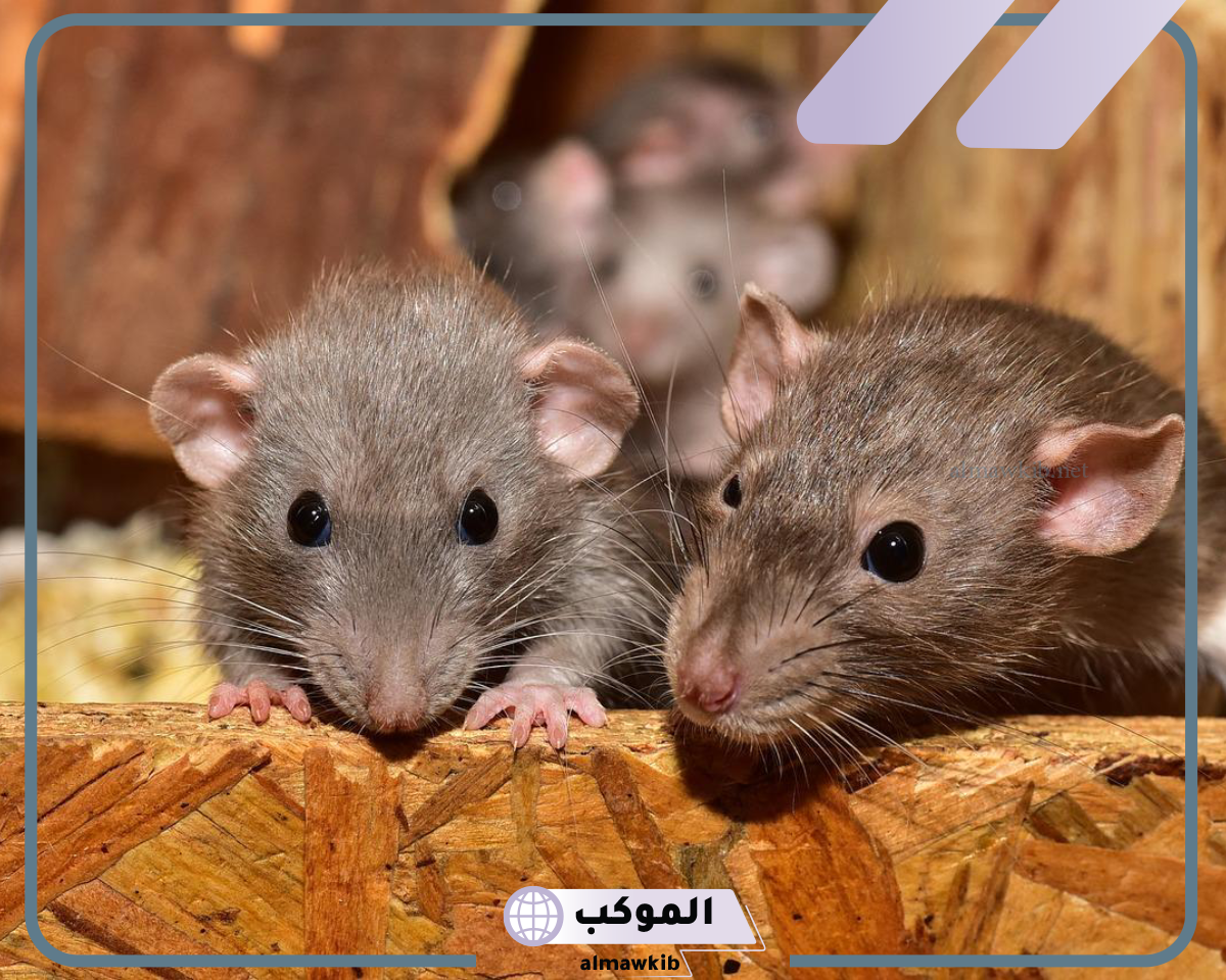 الجرذ في المنام