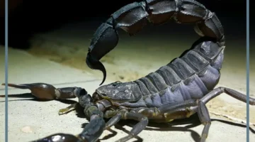 تفسير حلم العقرب الأسود لابن سيرين