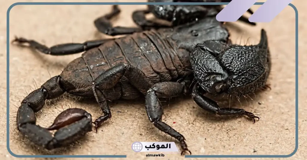 تفسير حلم العقرب الأسود للمتزوجة وقتله