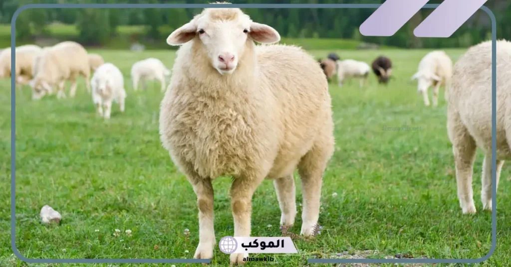 تفسير رؤية قطيع الغنم في المنام للعزباء والمتزوجة ورمز الغنم الأبيض لابن سيرين 5 تفسير حلم الغنم الكثيرة