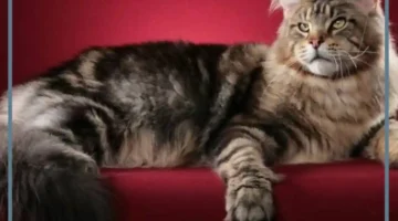 تفسير رؤية اللعب مع القطط في المنام للعزباء