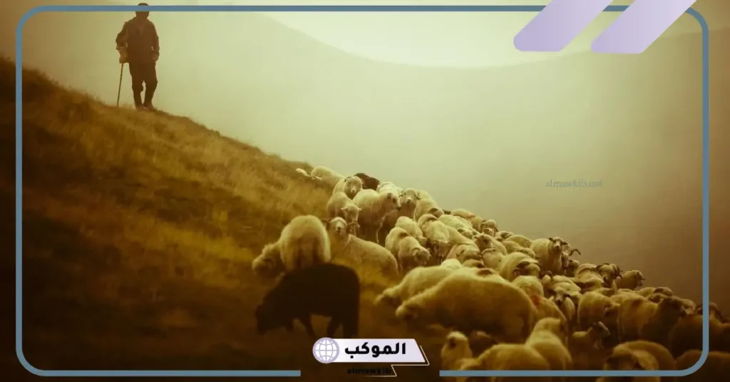 تفسير رؤية قطيع الغنم في المنام للعزباء والمتزوجة ورمز الغنم الأبيض لابن سيرين 6 تفسير رؤية قطيع الغنم في المنام للرجل