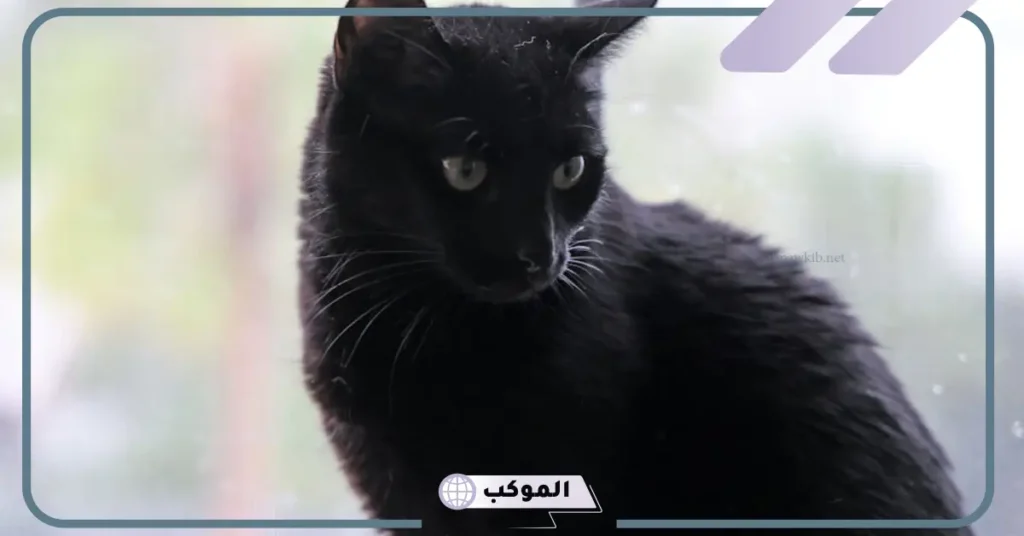 رؤية القطط السوداء في المنام والخوف منها للمتزوجة