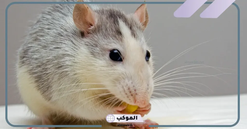 رؤية الجرذ في المنام وقتله للعزباء