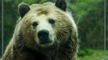 تفسيرات الدب