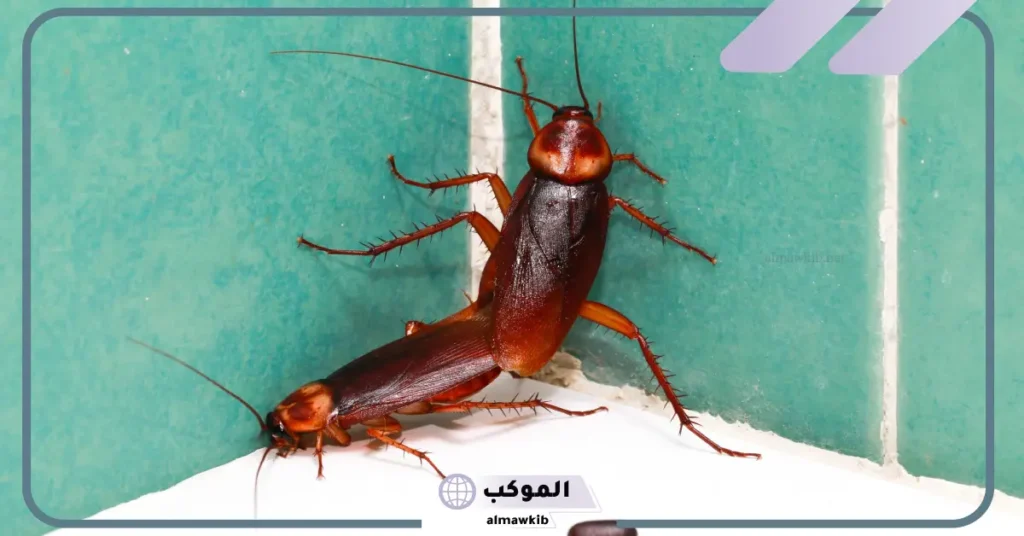 رؤية الصراصير في المنام للمتزوجة الحامل