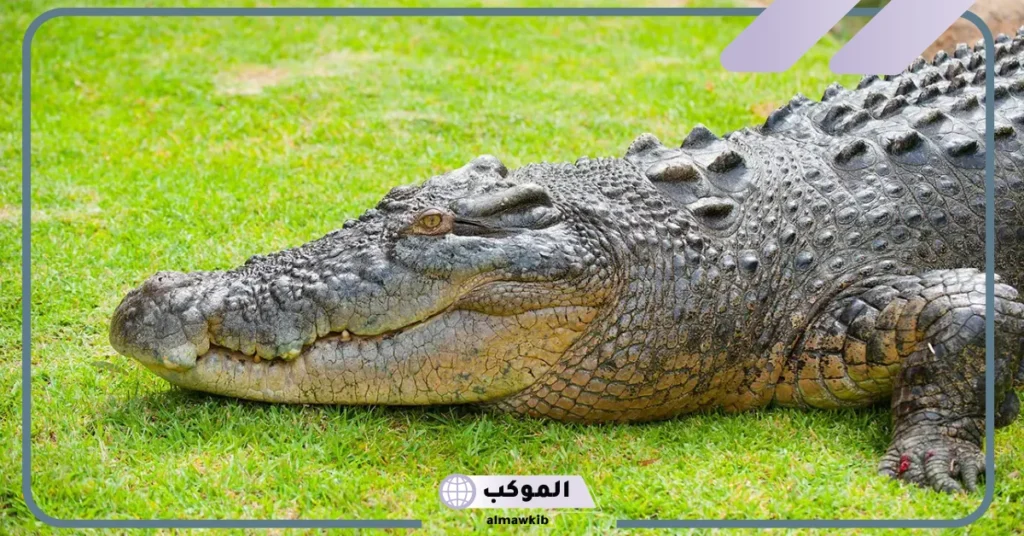 رؤية التمساح في المنام للمتزوجه