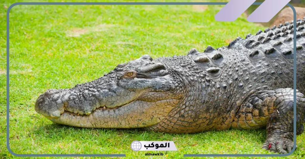 تفسير التمساح في المنام للرجل والمرأة العزباء والخوف من ملاحقته 6 تفسير حلم التمساح للعزباء