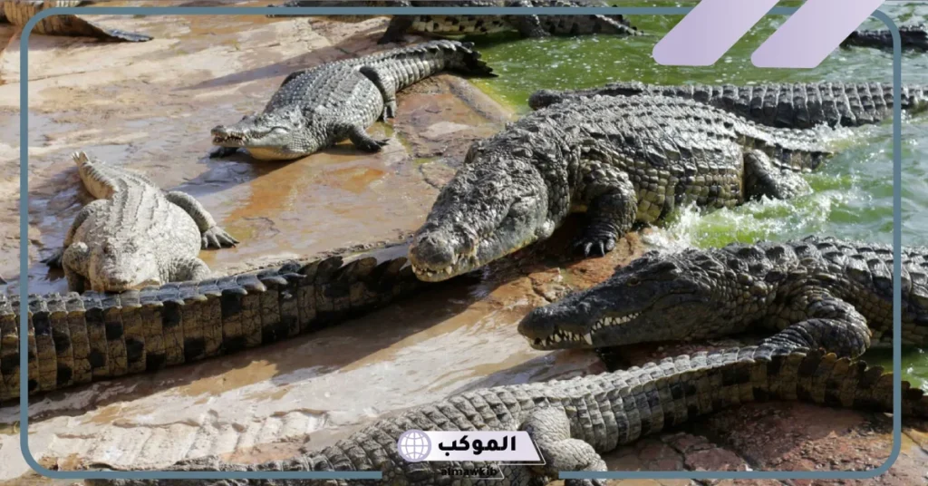 تفسير التمساح في المنام للرجل والمرأة العزباء والخوف من ملاحقته 5 رؤية التمساح في المنام للمتزوجه