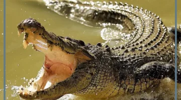 تمساح للمرأة