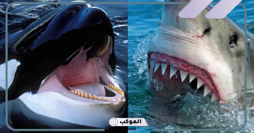 ما هو الفرق بين الحوت والقرش؟ أيهما أخطر الحوت أم القرش 5 شكل الحوت