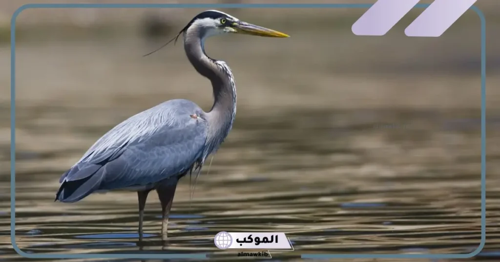 اين يعيش مالك الحزين