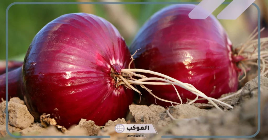 رؤية البصل في المنام للمطلقة 