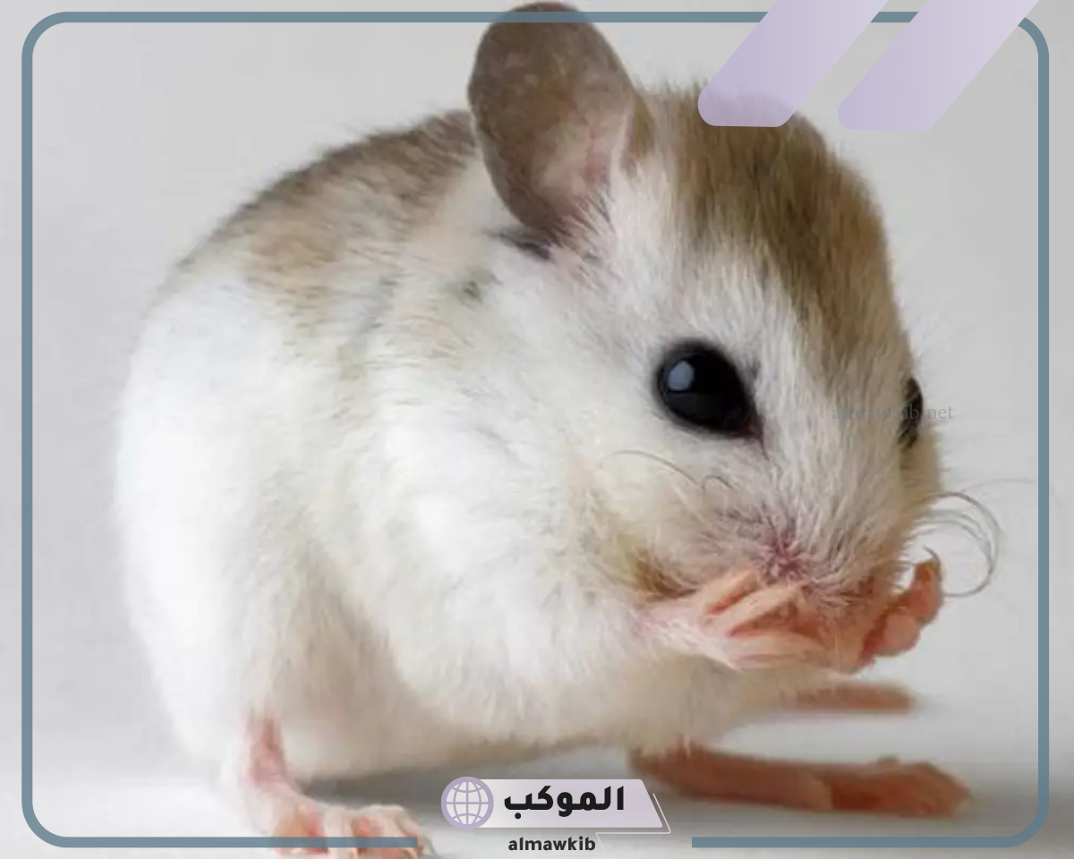 رؤية جرذ في المنام بالتفصيل