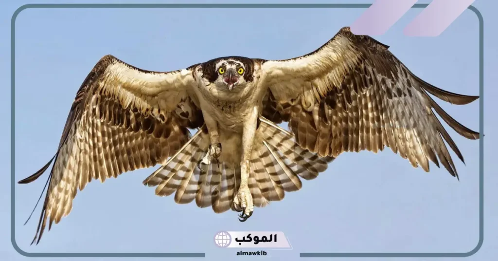 تفسير الصقر في المنام للرجل والمرأة المتزوجة والعزباء لابن سيرين 6 تفسير رؤية الصقر في المنام للرجل