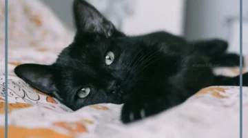 حلم القطة السوداء