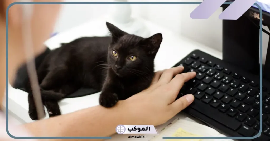 تفسير حلم قطة سوداء للعزباء