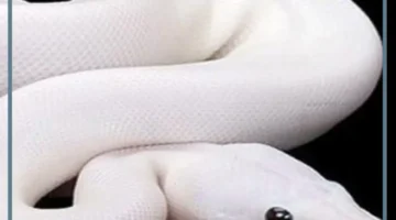 حلم ثعبان ابيض