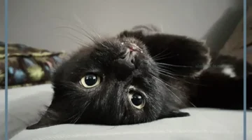 حلم قط اسود