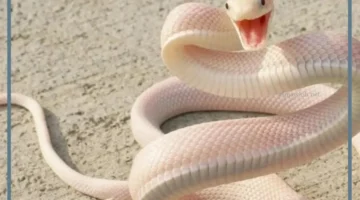 حلمت بأفعى بيضاء