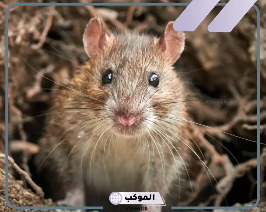 تفسير رؤية الجرذ في المنام لابن سيرين
