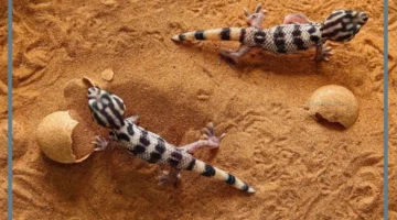 حلمت ببرص للعزباء