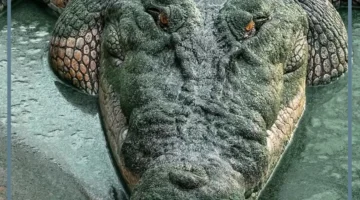 حلمت بتماسيح