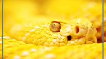 حلمت بثعبان اصفر