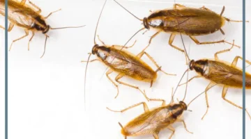 حلمت بصراصير