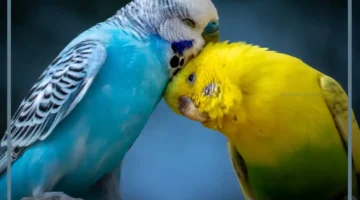 حلمت بعصافير